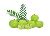 Encapsulation of Phyllanthus Emblica Fruit Extract Biodegarable Gelatin Nanosperes: Design Characterization and In Vitro Antioxidant Assessment