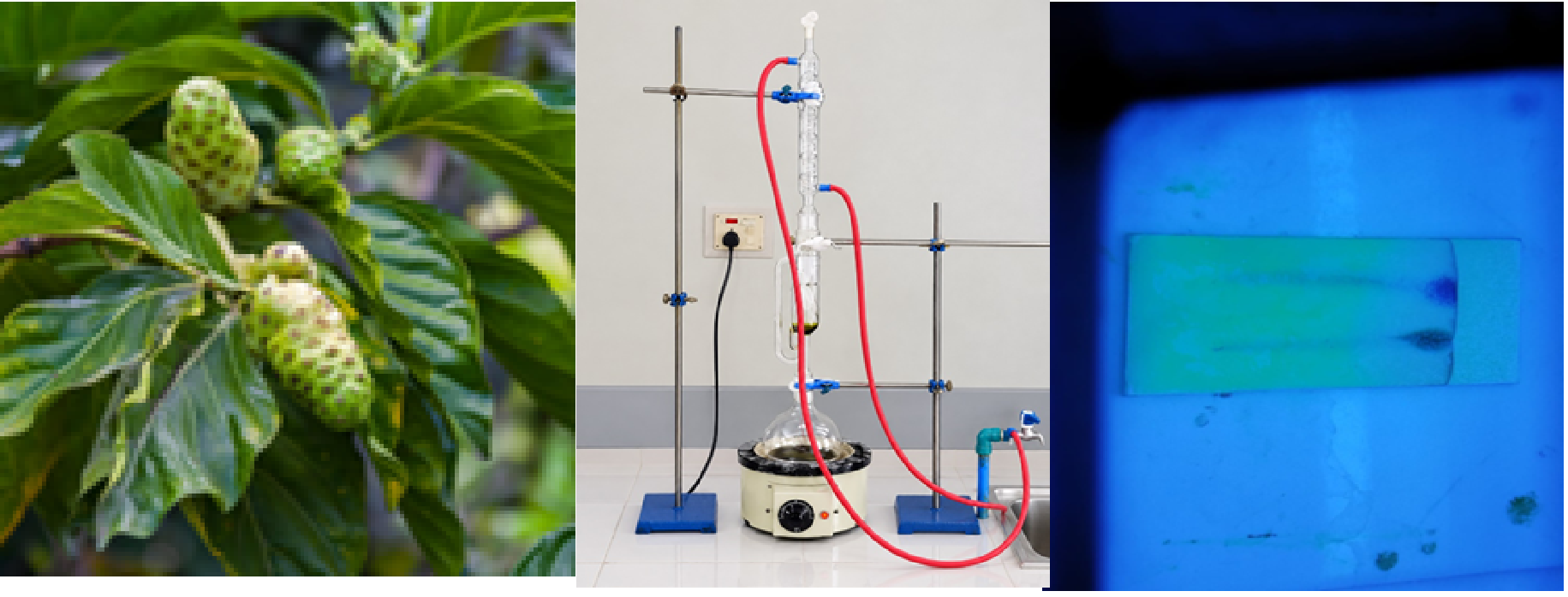 IN VITRO ANTIOXIDANT AND ANTI-HAEMOLYTIC ACTIVITY OF THE ETHANOLIC EXTRACT OF MORINDA CITRIFOLIA L.