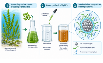 Green Synthesis of Caulerpa chemnitzia–Derived Silver Nanoparticles for Breast Cancer Therapy: Current Advances, Mechanisms, and Future Perspectives