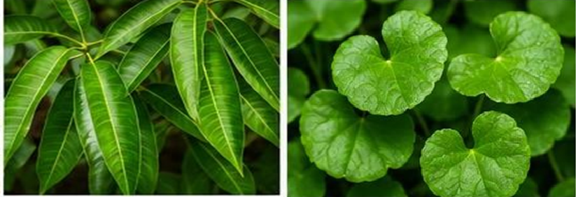 FORMULATION AND EVALUATION OF HERBAL CAPSULES FROM MANGIFERA INDICA AND CENTELLA ASIATICA LEAVES EXTRACT WITH ANTI-OXIDANT ACTIVITY